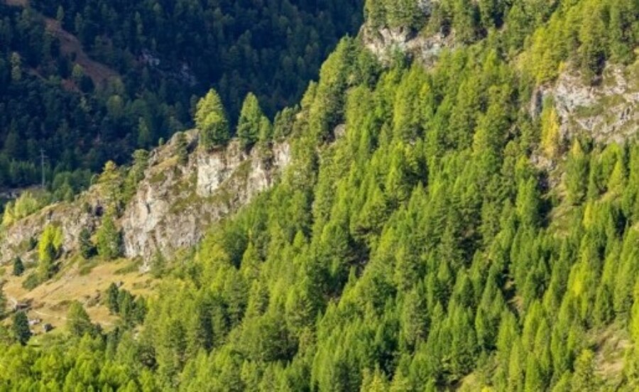 Wald1