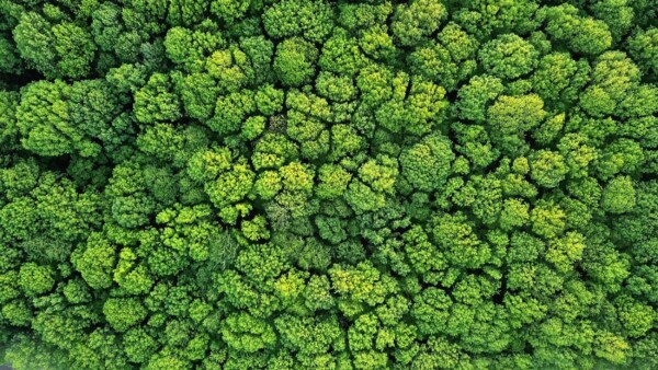 Klimaschutz durch Waelder Swiss Climate