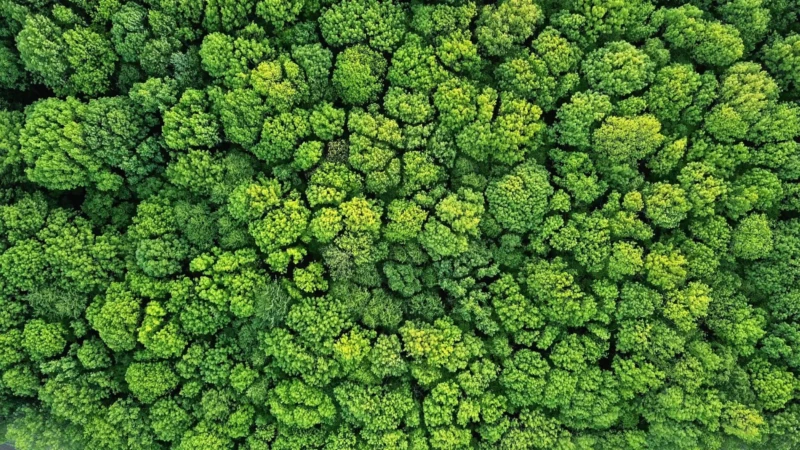 Klimaschutz durch Waelder 2 1
